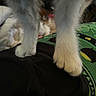 Stephanie Mckinley is registered to the contest to win money with this photo: cat, cat_paws, close_up, furry, white_paws, animal, pet, blurred_background, black, green, fabric, texture, indoor, soft, cute, legs, whiskers, feline, domestic_animal, resting
