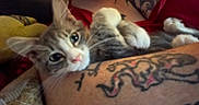 Stephanie Mckinley is registered to the contest to win money with this photo: kitten, cat, tattoo, arm, person, red_shirt, indoor, closeup, pet, animal, feline, cute, cozy, resting, comfort, fur, whiskers, paws, curious, blurred
