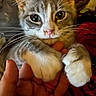 kitten, cat, paw, hand, close_up, whiskers, cute, pet, feline, animal, indoor, soft_light, fur, curious, young, small, domestic, claws, touch, interaction