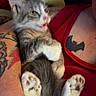 kitten, cat, pet, animal, tattoo, arm, red_clothing, paw, feline, indoor, closeup, cuddle, person, skin, relaxation, fur, cute, comfort, resting, domestic_animal