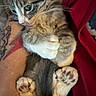 kitten, cat, tabby, paw, tattoo, arm, red_cloth, closeup, feline, pet, cute, whiskers, fur, claw, indoor, human, holding, snuggle, cozy, animal