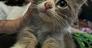 Stephanie Mckinley is registered to the contest to win money with this photo: animal, blurred_background, cat, close_up, cozy, curious, cute, ears, feline, gray, hand, indoor, kitten, paws, pet, portrait, soft, tattoo, whiskers, white