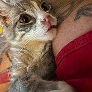 Stephanie Mckinley joined the competition — help win amazing prizes! cat, tabby_cat, paw, close_up, curious, wide_eyes, tattoo, arm, red_clothing, indoor, pet, animal, feline, whiskers, fur, nose, mouth, human, skin, clothing