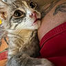 cat, tabby_cat, paw, close_up, curious, wide_eyes, tattoo, arm, red_clothing, indoor, pet, animal, feline, whiskers, fur, nose, mouth, human, skin, clothing
