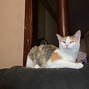 Harley Quinn joined the competition — help win amazing prizes! cat, calico, indoor, couch, furniture, pet, animal, relaxed, resting, fur, whiskers, ears, face, paw, looking, quiet, home, domestic, mammal, cozy