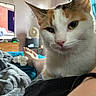 Harley Quinn joined the competition — help win amazing prizes! cat, calico_cat, close_up, indoor, pet, animal, fur, whiskers, face, ear, person, foot, blanket, bed, television, fan, relaxing, cozy, home, furniture