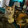Harley Quinn is registered to the contest to win money with this photo: cat, calico_cat, animal, pet, indoor, blanket, bed, curtains, air_conditioner, furniture, cozy, relaxing, tabby_cat, fur, mammal, domestic_animal, cute, resting, two_cats, home