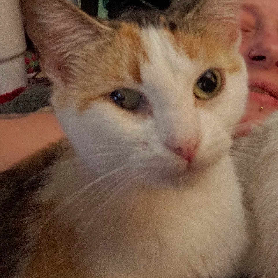 Harley Quinn joined the competition — help win amazing prizes! cat, pet, close_up, face, feline, indoor, person, resting, cozy, animal, fur, whiskers, expression, portrait, companion, domestic, cute, eye, head, close