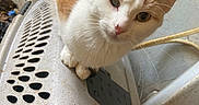 Harley Quinn joined the competition — help win amazing prizes! cat, calico, animal, pet, indoor, crate, plastic, curious, whiskers, ears, fur, closeup, face, paw, looking, domestic, mammal, feline, resting, eye_contact