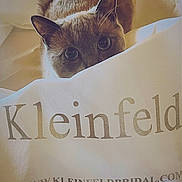 Duke joined the competition — help win amazing prizes! cat, curious, peeking, eyes, pet, indoor, fabric, bag, text, brand, closeup, feline, whiskers, ears, brown, soft_light, shadow, floor, domestic_animal, household