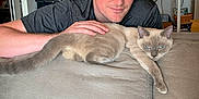 Duke is registered to the contest to win money with this photo: man, cat, siamese_cat, couch, indoor, pet, computer, printer, fan, black_cap, relaxed, home_office, furniture, person, animal, light_skin, blue_eyes, casual, technology, hand