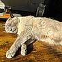 Duke joined the competition — help win amazing prizes! cat, sleeping, sunlight, wooden_table, fluffy, relaxed, pet, indoor, feline, paw, closeup, cozy, nap, fur, whiskers, peaceful, resting, animal, cute, domestic