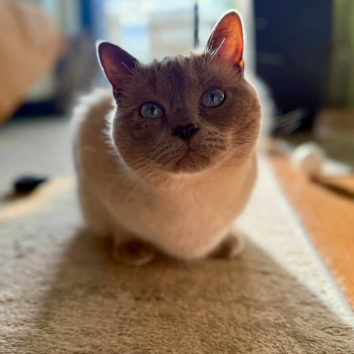 Duke is registered to the contest to win money with this photo: animal, blue_eyes, blurred_background, carpet, cat, close_up, cozy, curious, cute, domestic, ears, feline, floor, house, indoor, mammal, pet, portrait, soft_lighting, whiskers