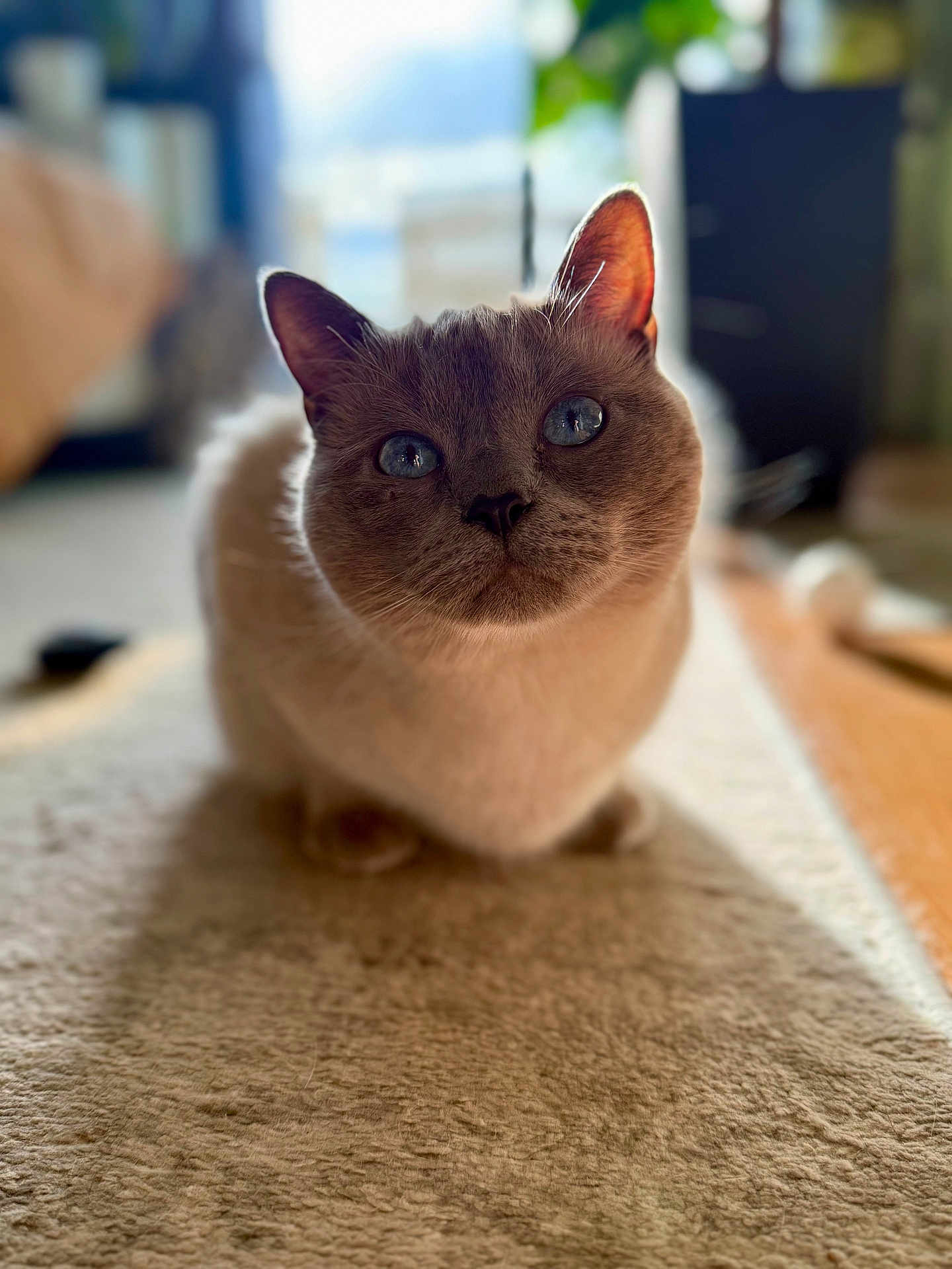 Duke