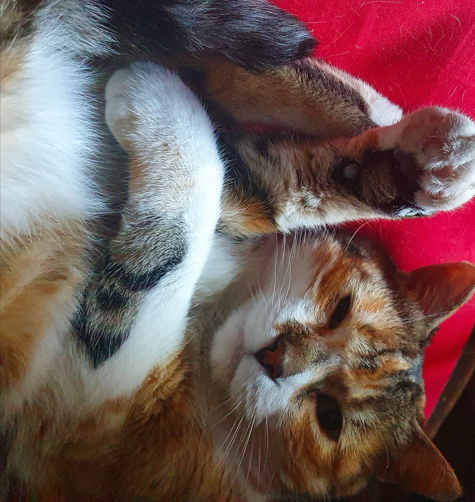 Capucine participe au concours pour gagner de l'argent avec cette photo : carnivore, cat, claw, close_up, comfort, domestic_short_haired_cat, ear, fawn, felidae, foot, fur, human_leg, nap, paw, small_to_medium_sized_cats, snout, tail, terrestrial_animal, whiskers, wildlife