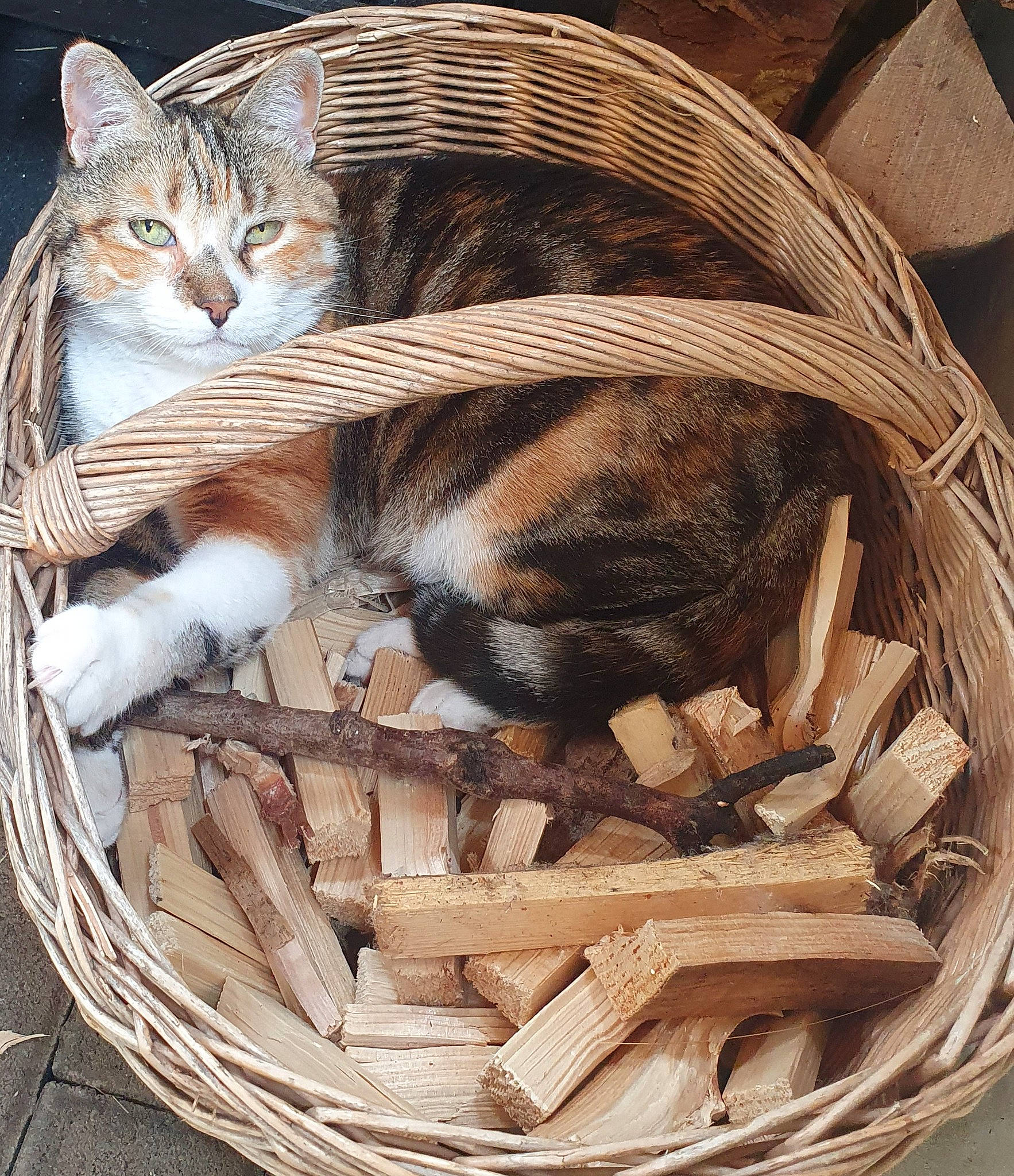 Capucine a rejoint le concours — aidez-le/la à gagner de superbes lots ! basket, carnivore, cat, cat_supply, comfort, domestic_short_haired_cat, fawn, felidae, fur, home_accessories, picnic_basket, small_to_medium_sized_cats, storage_basket, tail, terrestrial_animal, twig, whiskers, wicker, wildlife, wood