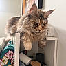 Shalva a rejoint le concours — aidez-le/la à gagner de superbes lots ! cat, maine_coon, fluffy, feline, shelf, indoor, household_items, pillow, floral_pattern, relaxed, pet, whiskers, ears, fur, table, container, candle, white_wall, cozy, resting