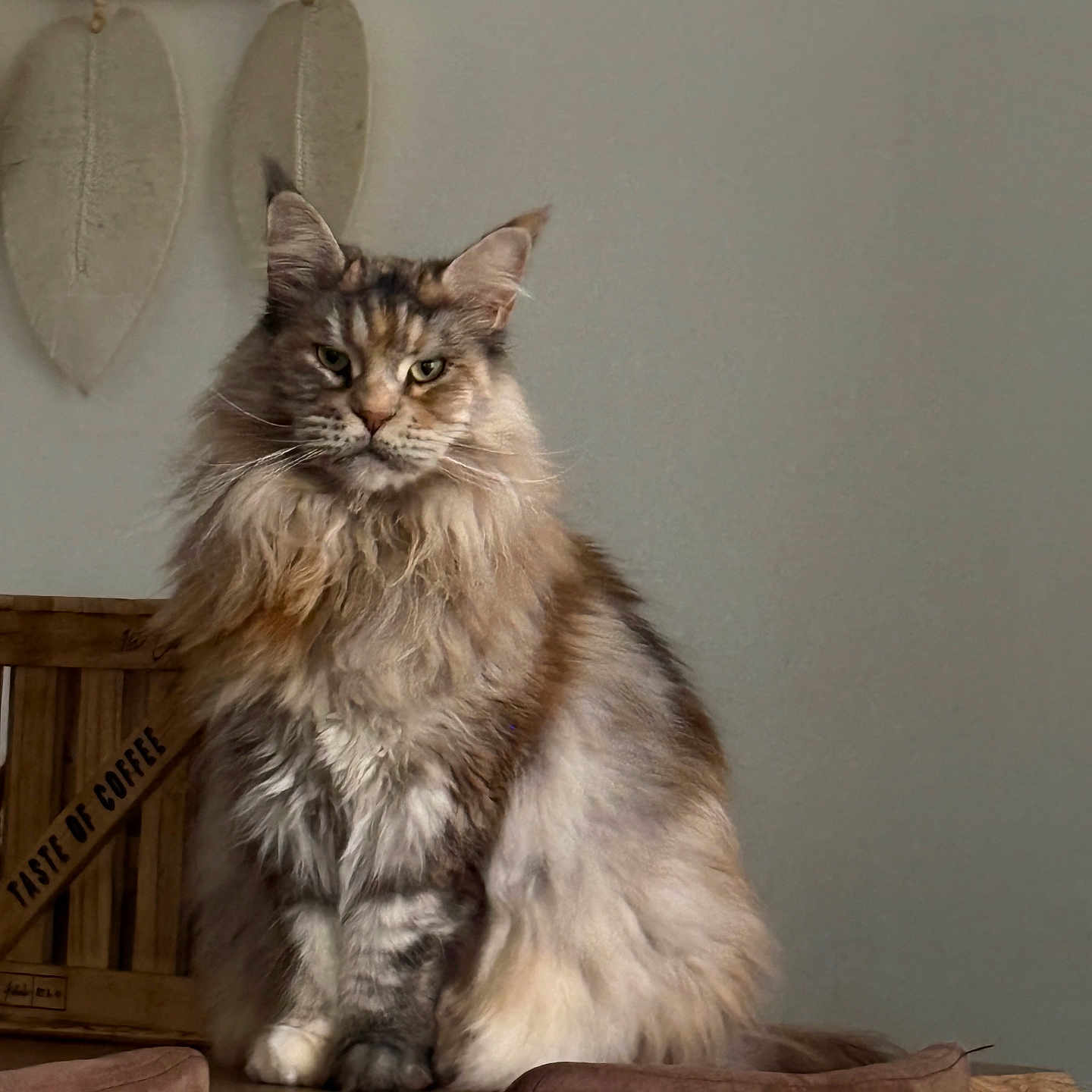 Shalva participe au concours pour gagner de l'argent avec cette photo : cat, fluffy, feline, pet, indoor, wooden_surface, decor, leaf_decor, crate, brown_chair, long_hair, sitting, animal, domestic_animal, fur, portrait, looking_at_camera, relaxed, home, cozy