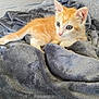 Kiro a rejoint le concours — aidez-le/la à gagner de superbes lots ! animal, blanket, cat, cozy, curious, cute, ears, furry, indoor, kitten, lying_down, orange_fur, pet, relaxed, resting, soft_texture, tail, whiskers, white_fur, young_cat