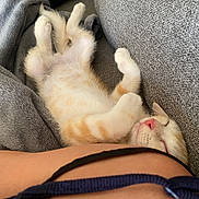 Kiro a rejoint le concours — aidez-le/la à gagner de superbes lots ! animal, blanket, cat, couch, cozy, cute, domestic_animal, feline, fur, indoor, kitten, nap, orange, paws, pet, pink_nose, relaxed, resting, sleeping, white