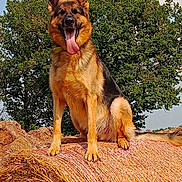 Max participe au concours pour gagner de l'argent avec cette photo : animal, canine, daytime, dog, ears_up, fur, german_shepherd, grass, happy, hay_bale, mammal, nature, outdoor, pet, portrait, rural, sitting, sunny, tongue_out, tree