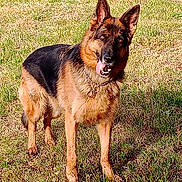Max a rejoint le concours — aidez-le/la à gagner de superbes lots ! dog, german_shepherd, grass, outdoor, animal, pet, canine, tongue_out, standing, sunlight, nature, collar, fur, ears_up, alert, playful, mammal, friendly, happy, field