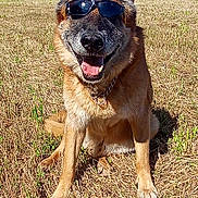 Gibbs participe au concours pour gagner de l'argent avec cette photo : dog, german_shepherd, sunglasses, outdoor, field, grass, sunny, happy, pet, animal, canine, smiling, nature, summer, daytime, ears, fur, collar, tongue, sitting