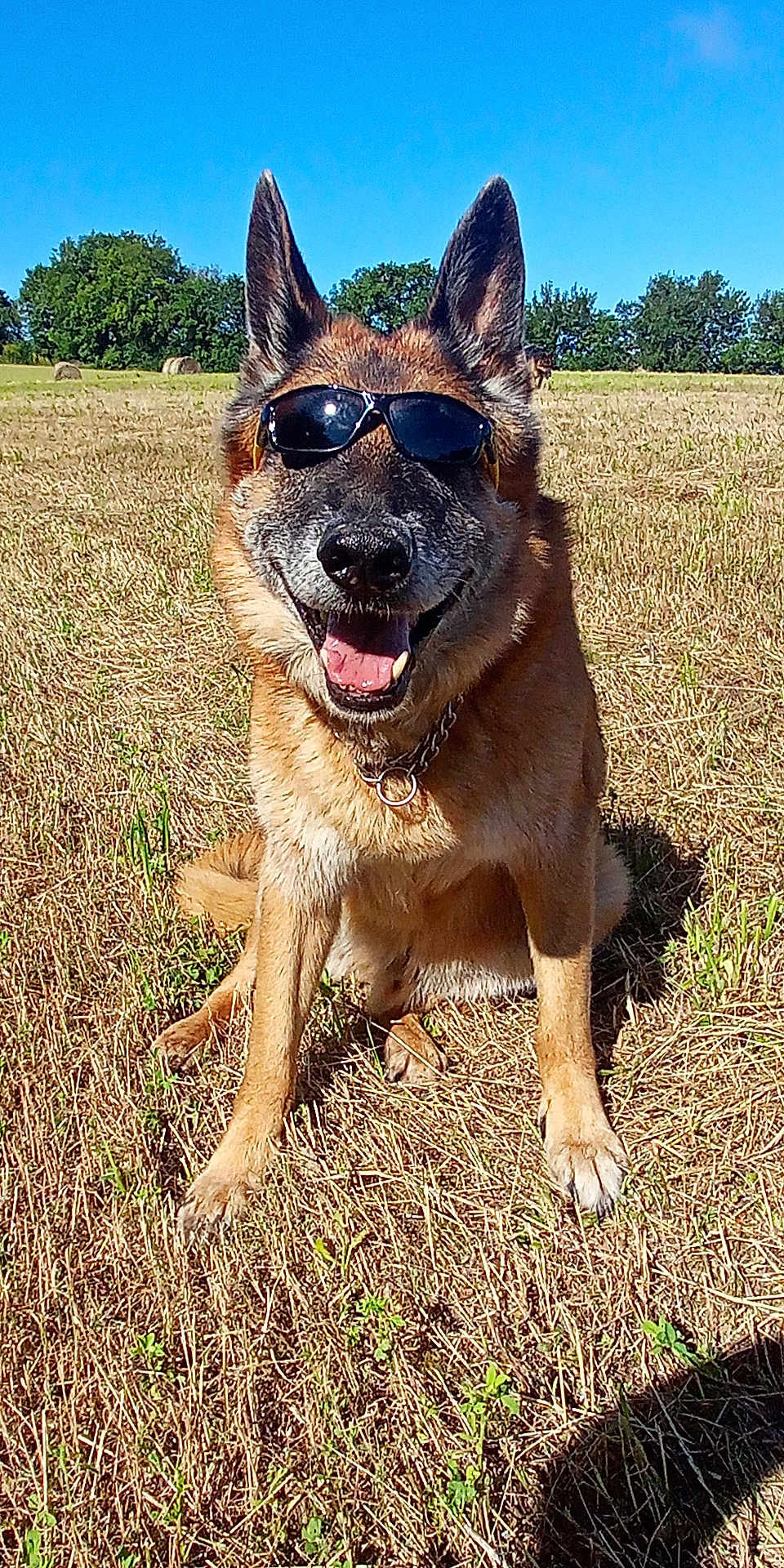 Gibbs participe au concours pour gagner de l'argent avec cette photo : dog, german_shepherd, sunglasses, outdoor, field, grass, sunny, happy, pet, animal, canine, smiling, nature, summer, daytime, ears, fur, collar, tongue, sitting