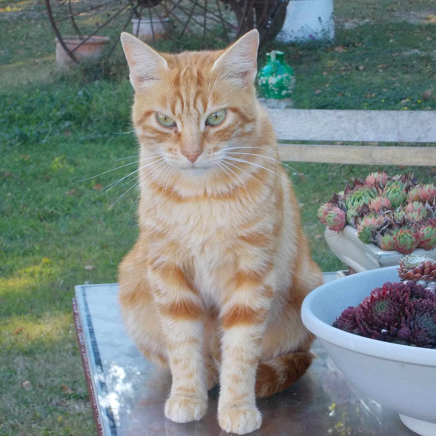 Decky participe au concours pour gagner de l'argent avec cette photo : animal, bench, cat, close_up, daylight, ears, feline, fur, garden, greenery, nature, orange_tabby, outdoor, pet, plant_pot, reflective_surface, serious_expression, sitting, succulent_plants, whiskers