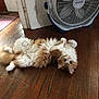 animal, cat, cozy, curious, door, fan, floor, fluffy, fur, home, indoor, looking, lying_down, orange, paws, pet, relaxed, rug, white, wooden_floor