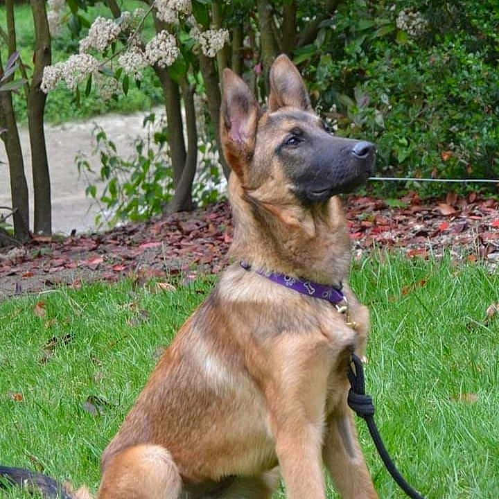 Ixia participe au concours pour gagner de l'argent avec cette photo : accessories, animal, backyard, canine, dog, flower, germanshepherd, grass, land, lawn, nature, outdoors, pet, plant, policedog, strap, tree, vegetation, woodland, yard