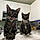 Remus And Minerva