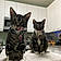 Remus And Minerva