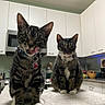 cat, tabby_cat, pet, indoor, kitchen, countertop, towel, playful, licking_lips, sitting, domestic_animal, feline, whiskers, collar, tag, appliance, cabinet, food, cute, curious