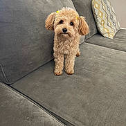 Matilda joined the competition — help win amazing prizes! brown_dog, couch, cozy, curious, cushion, cute, decor, dog, ears, fluffy, fur, furniture, home, indoor, living_room, pet, small_dog, sofa, standing, yellow_hair_clips