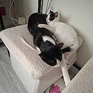 Maya a rejoint le concours — aidez-le/la à gagner de superbes lots ! cat, black_and_white_cat, white_cat, pet, feline, snuggling, cozy, indoor, ottoman, slipper, colorful, floor, wooden_floor, resting, cute, animal, paw, friendship, soft_texture, relaxation