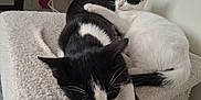 Maya participe au concours pour gagner de l'argent avec cette photo : cat, black_and_white, sleeping, cuddle, pets, feline, indoor, resting, cozy, fur, animal, cute, companion, cat_perch, relaxation, whiskers, ears, tail, home, soft
