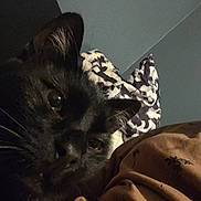 Moustache a rejoint le concours — aidez-le/la à gagner de superbes lots ! cat, black_cat, close_up, blanket, pillow, indoor, pet, animal, feline, curious, face, whiskers, ears, soft_lighting, cozy, bedroom, resting, domestic_animal, fur, cute