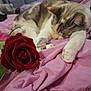 Princesse participe au concours pour gagner de l'argent avec cette photo : cat, sleeping, rose, pink_blanket, indoor, pet, feline, soft, cozy, relaxation, flower, closeup, paw, bedroom, domestic_animal, fur, rest, cute, animal, still_life