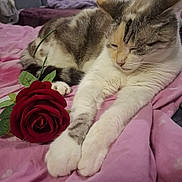 Princesse a rejoint le concours — aidez-le/la à gagner de superbes lots ! cat, sleeping, rose, pink_blanket, indoor, pet, feline, relaxed, bedroom, soft, close_up, white_paws, striped_fur, cute, cozy, resting, domestic_cat, fluffy, peaceful, flower