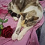Princesse a rejoint le concours — aidez-le/la à gagner de superbes lots ! cat, sleeping, pink_blanket, hearts_pattern, rose, flower, pet, feline, cozy, indoor, white_paws, striped_fur, resting, cute, animal, soft_texture, relaxation, closeup, domestic_cat, peaceful