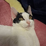 Flora participe au concours pour gagner de l'argent avec cette photo : cat, black_and_white, pet, animal, feline, whiskers, ears, eyes, nose, fur, blanket, pink, yellow, blue, cozy, indoor, close_up, portrait, resting, curious