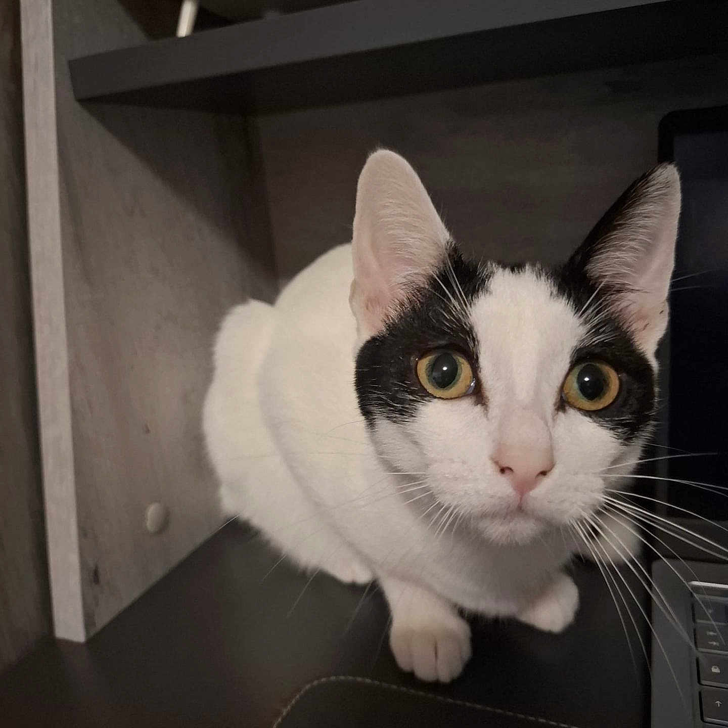 Flora a rejoint le concours — aidez-le/la à gagner de superbes lots ! animal, black_and_white, cat, close_up, curious, cute, desk, domestic, ears, eyes, face, furniture, home, indoor, laptop, looking, pet, sitting, technology, whiskers