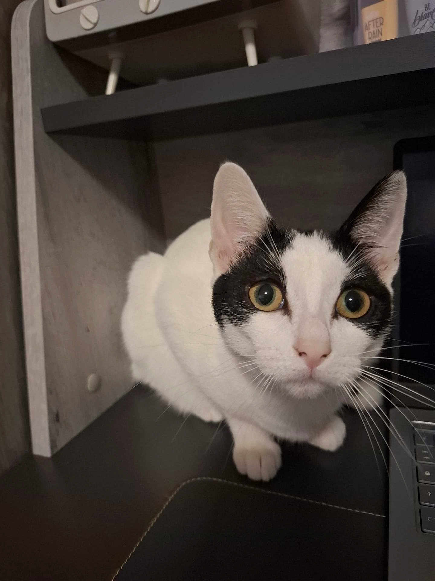 Flora a rejoint le concours — aidez-le/la à gagner de superbes lots ! cat, black_and_white, pet, indoor, curious, close_up, whiskers, ears, eyes, face, laptop, desk, furniture, sitting, animal, domestic, cute, looking, home, technology