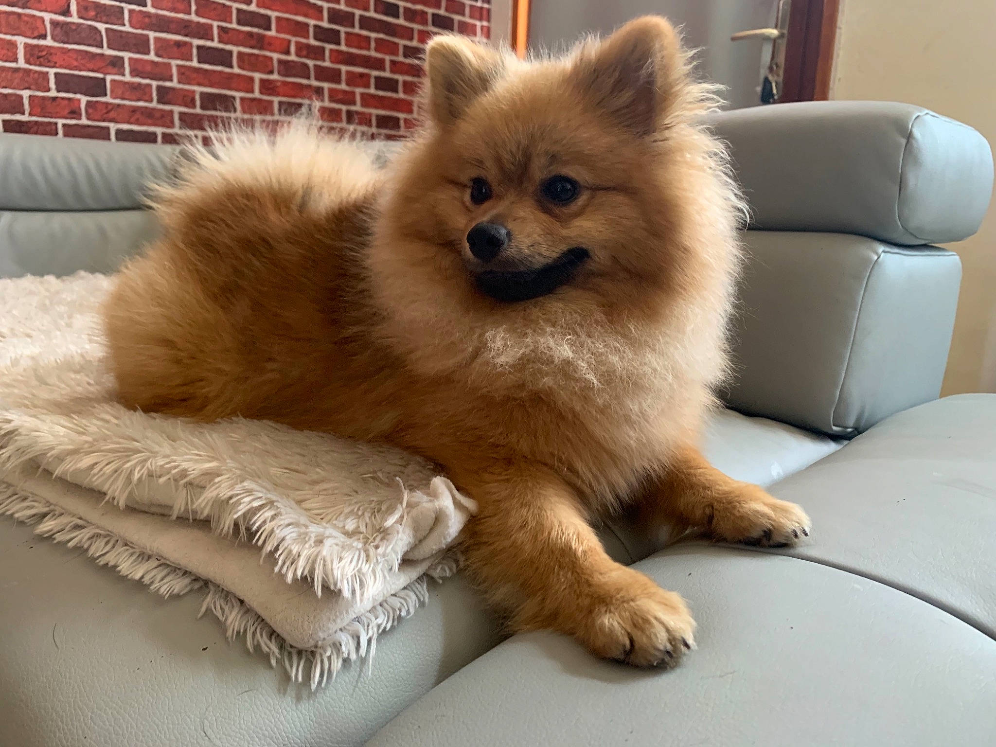 Pookie participe au concours pour gagner de l'argent avec cette photo : ancient_dog_breeds, canidae, carnivore, companion_dog, dog, dog_breed, eurasier, finnish_spitz, german_spitz, german_spitz_klein, german_spitz_mittel, indian_spitz, japanese_spitz, mammal, non_sporting_group, pomeranian, snout, spitz, vertebrate, volpino_italiano