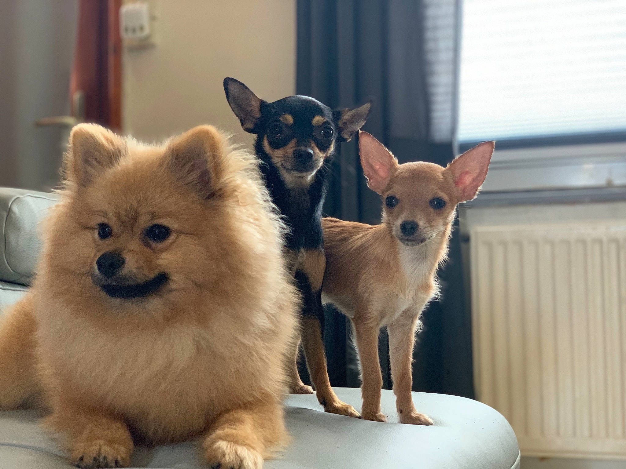 Pookie participe au concours pour gagner de l'argent avec cette photo : ancient_dog_breeds, canidae, carnivore, chihuahua, companion_dog, dog, dog_breed, fawn, german_spitz, german_spitz_mittel, mammal, non_sporting_group, pembroke_welsh_corgi, pomeranian, puppy, rare_breed_dog, snout, spitz, toy_dog, vertebrate