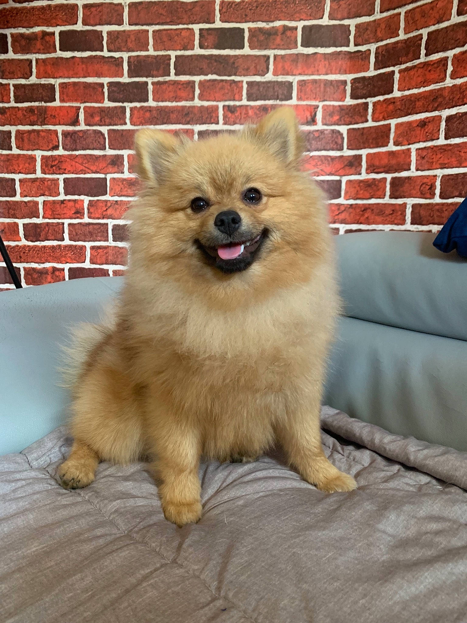 Pookie a rejoint le concours — aidez-le/la à gagner de superbes lots ! ancient_dog_breeds, canidae, carnivore, companion_dog, dog, dog_breed, eurasier, fawn, german_spitz, german_spitz_klein, german_spitz_mittel, indian_spitz, mammal, non_sporting_group, pomeranian, snout, spitz, toy_dog, vertebrate, volpino_italiano