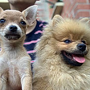 Peña a rejoint le concours — aidez-le/la à gagner de superbes lots ! ancient_dog_breeds, canidae, carnivore, companion_dog, dog, dog_breed, fawn, german_spitz, german_spitz_klein, german_spitz_mittel, mammal, non_sporting_group, pomeranian, puppy, rare_breed_dog, snout, spitz, toy_dog, vertebrate, volpino_italiano