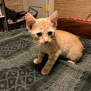 Garfield is registered to the contest to win money with this photo: animal, bed, blanket, cat, curious, cute, ears, feline, fur, furniture, home, indoor, kitten, orange_cat, paws, pet, room, small, whiskers, young