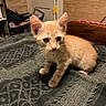 animal, bed, blanket, cat, curious, cute, ears, feline, fur, furniture, home, indoor, kitten, orange_cat, paws, pet, room, small, whiskers, young